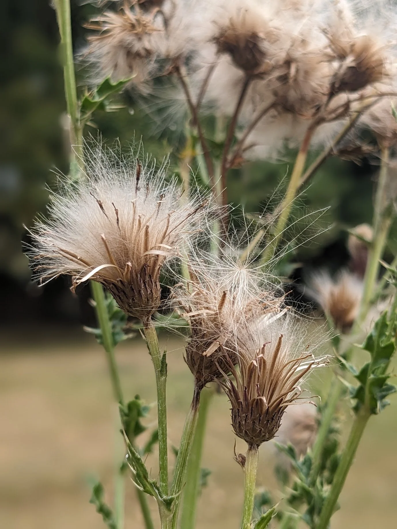 Close-up of dried, fluffy seed heads on a green plant, with green stems and leaves in the background.