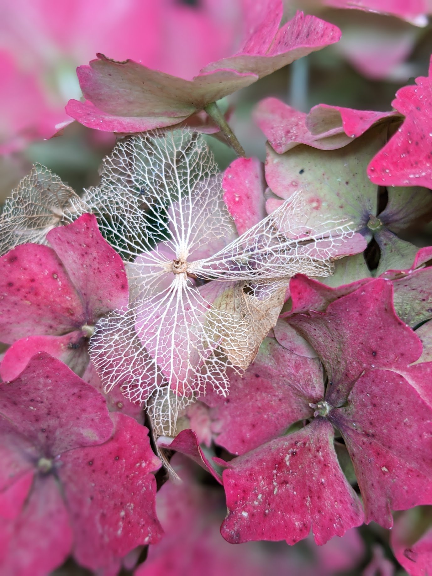 Close-up of pink and green hydrangea flowers with a delicate, white, skeletal pattern as one of the petals has decayed.