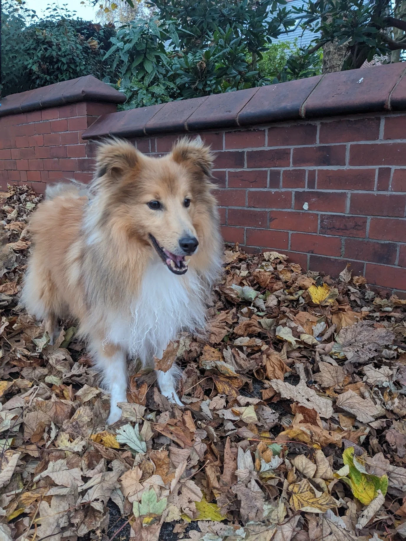 Barney in the leaves