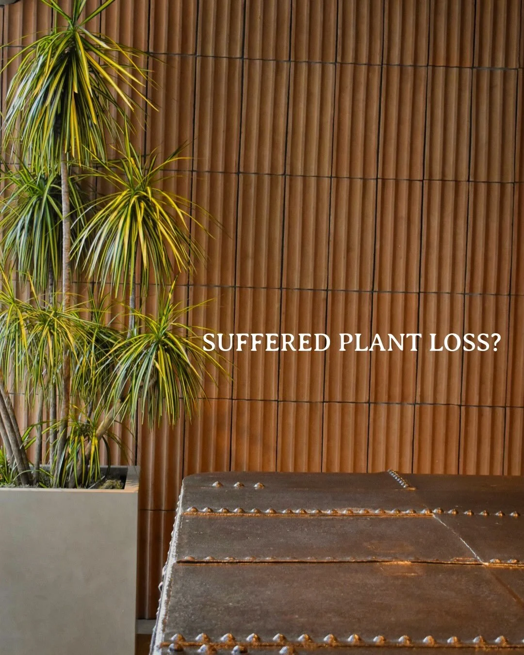 The winter storm hit a lot of us, including our green friends.

If you lost plants, we know it&rsquo;s frustrating. But it can also be an opportunity. A reset.

Sometimes starting fresh lets you rethink how plants support your space &mdash; the scale