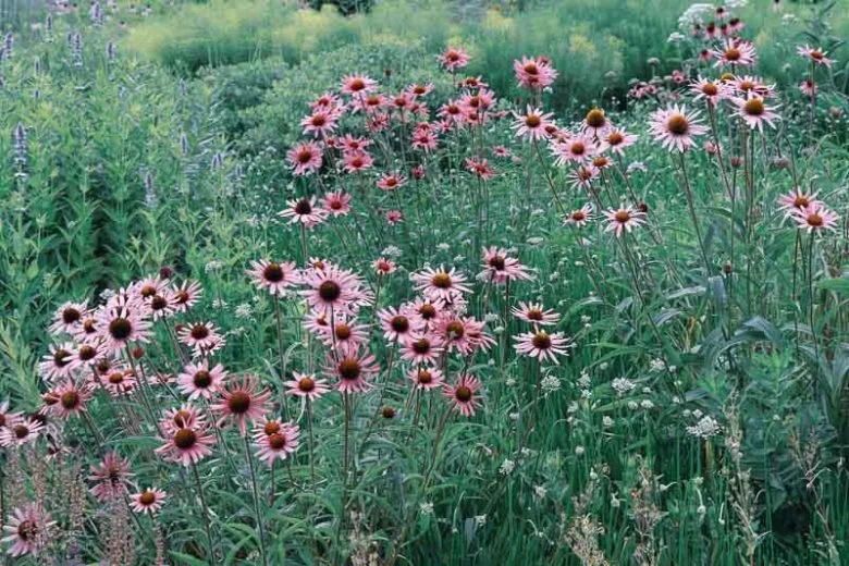Our Favorite Native Perennials for Zone 7b Nashville Gardens