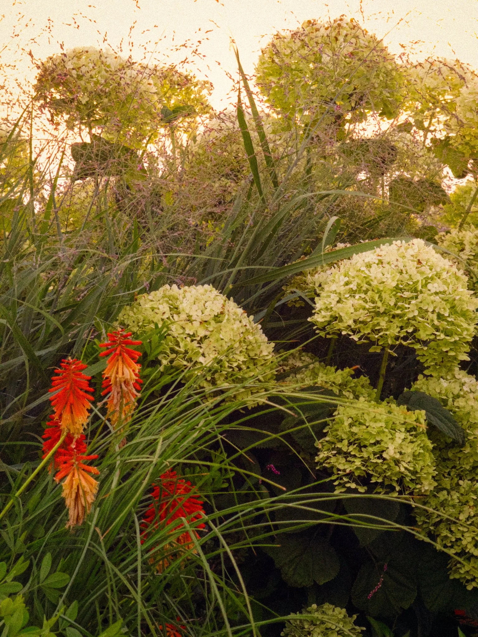 Our Favorite Native Perennials for Zone 7b Nashville Gardens