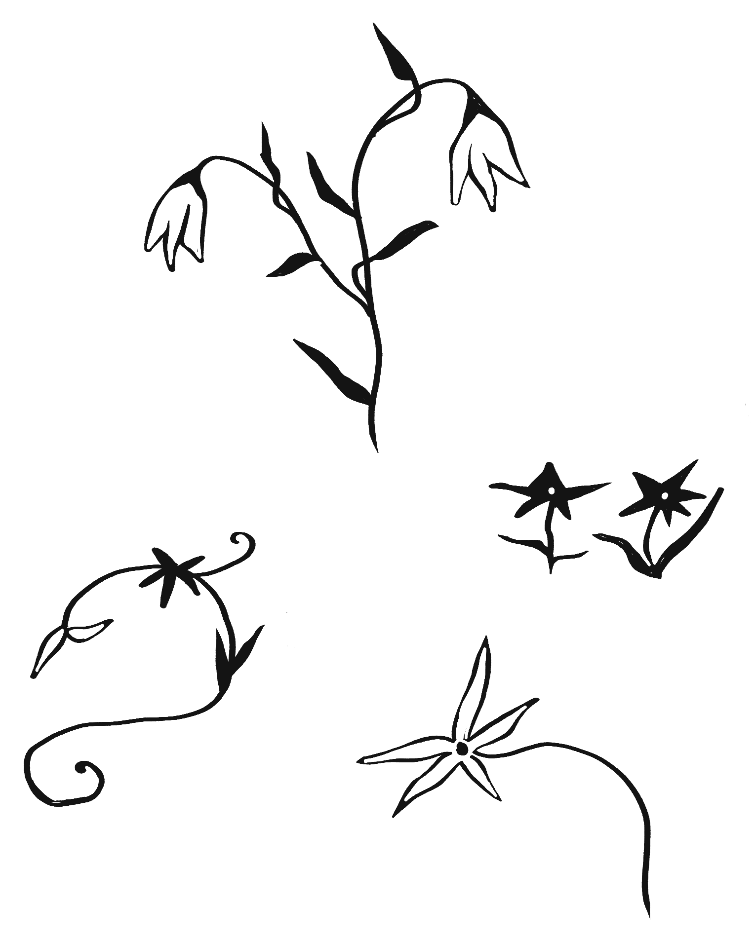Outline drawing of various flowers and plants on a black background