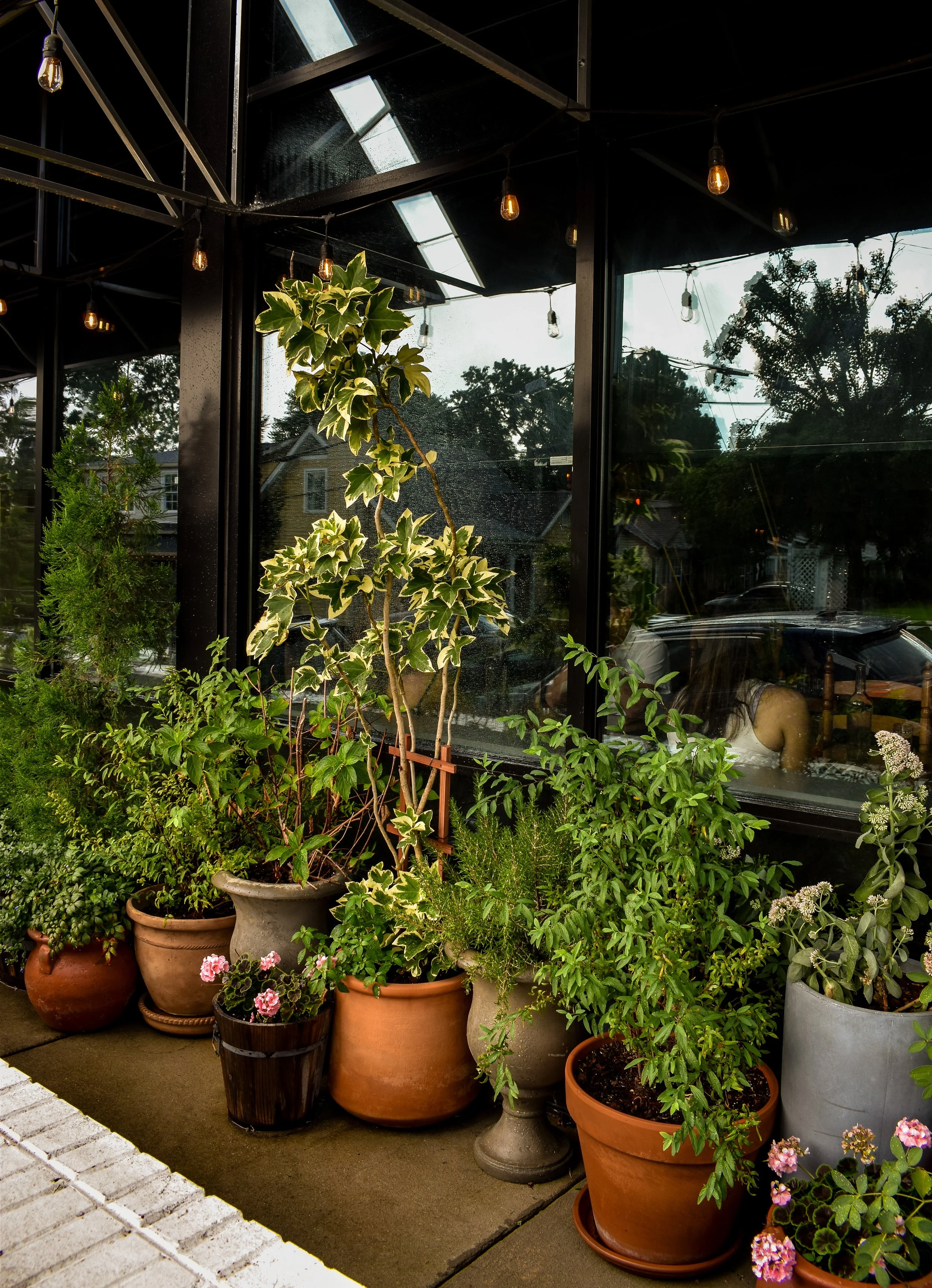 Various potted plants and trees outside a building with large glass windows and black metal framing, with visible light bulbs hanging from the ceiling inside.