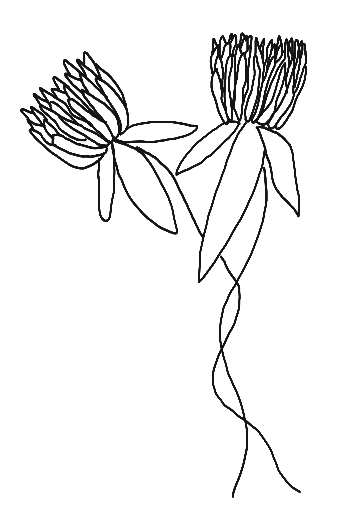 Outline drawing of two flowers with long stems and leaves, drawn in a minimalist style against a black background.