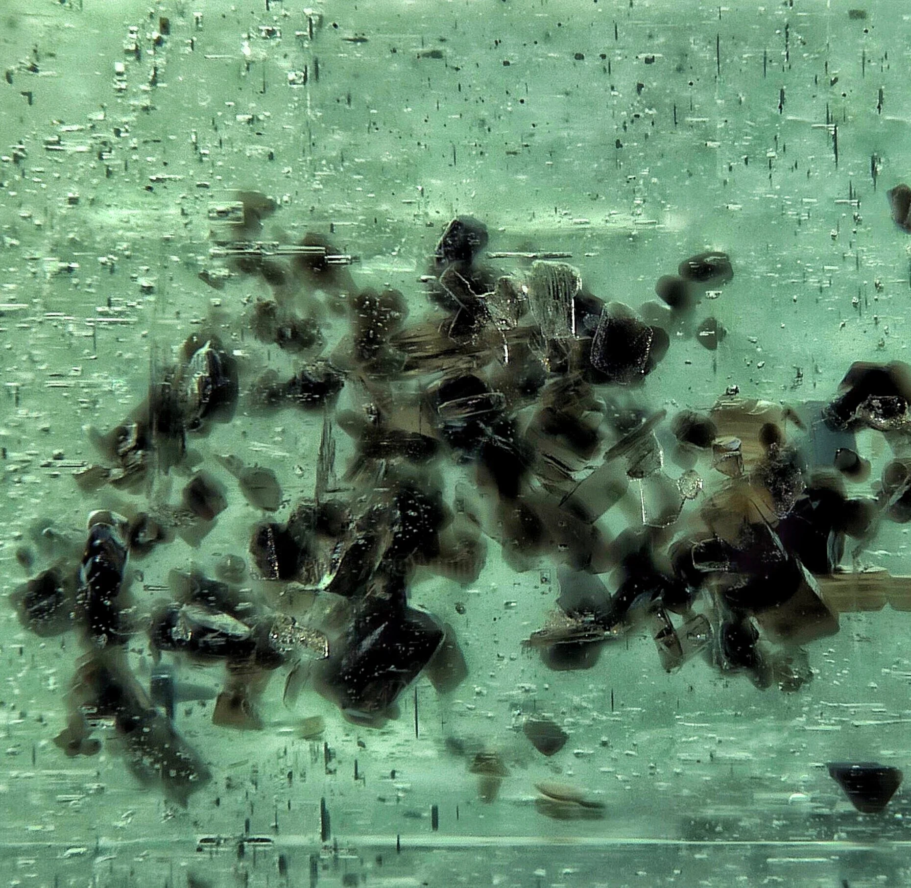 “CLUSIO” oil on gessoed wooden panel, vinegar, salt, veg. charcoal (Copia)