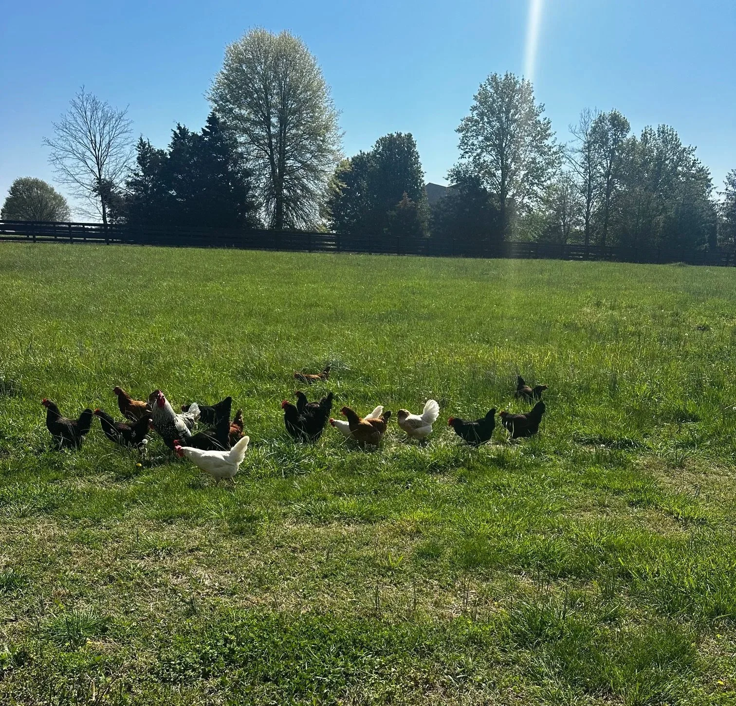 Chickens