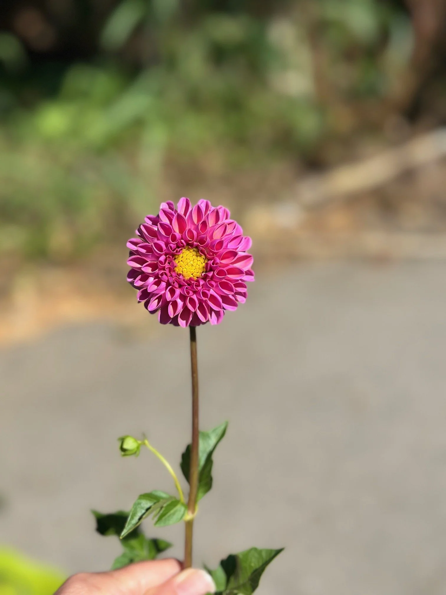 IMG_6120.jpeg