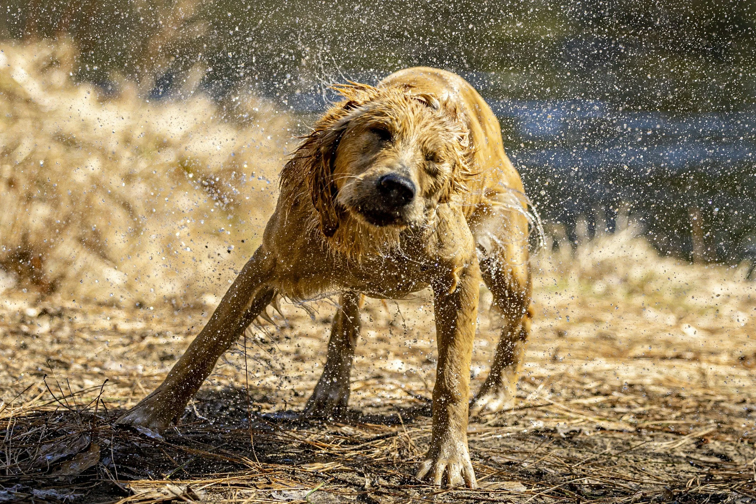 A golden retriever dog shaking off water on a gravel and grass surface near a body of water.