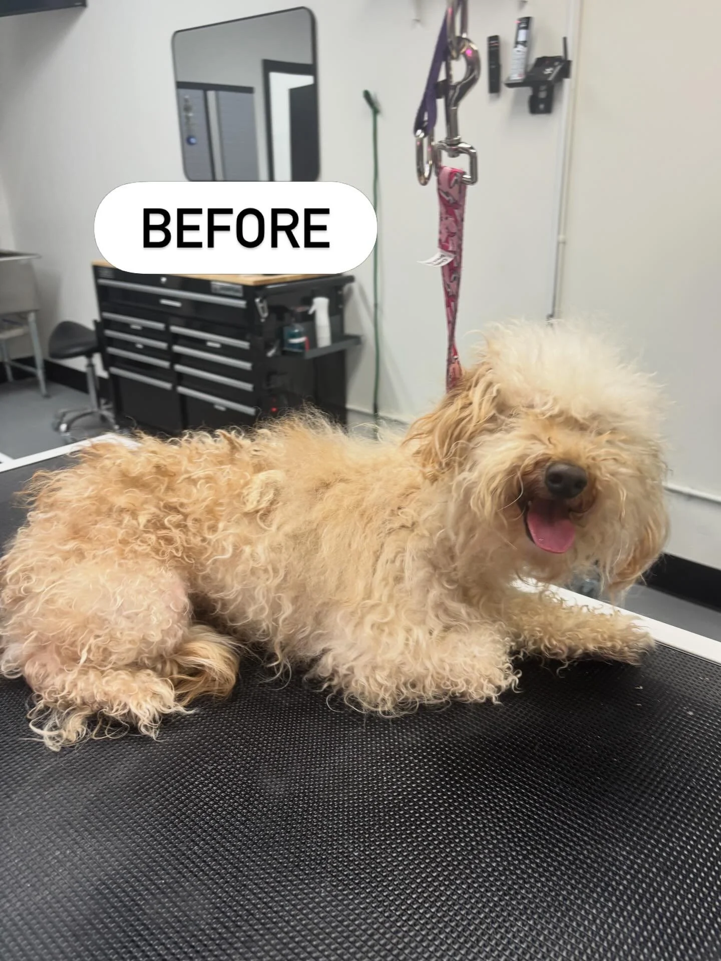 Mister Leo&rsquo;s before and after his makeover! ✨💛