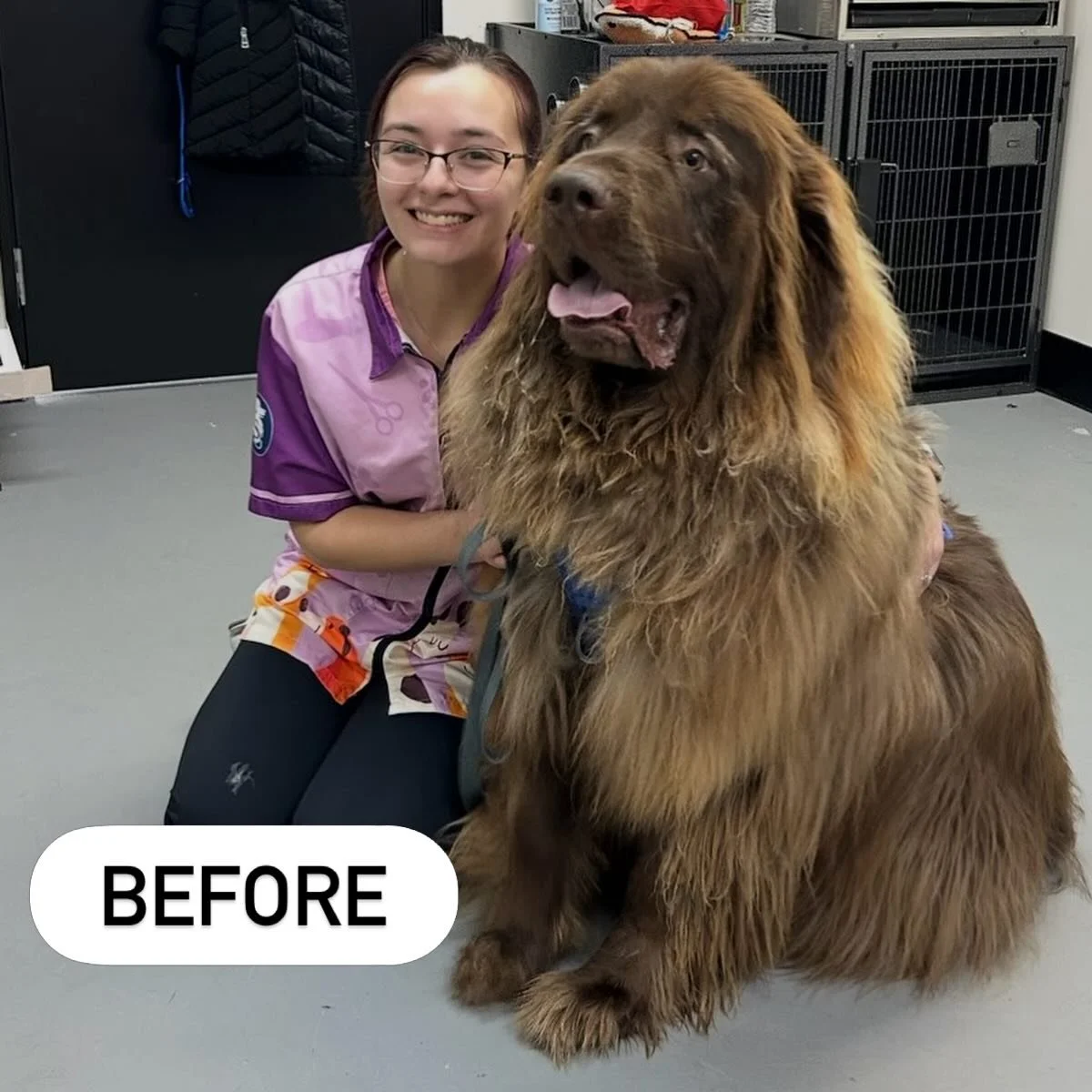 Earlier this week we had Mister Walter! Walter is a 178 pound New Foundland! A giant teddy bear!🧸 

He had some matting on his legs, belly, butt, and throughout his mane so we had to clip some of them off for his health,comfort, &amp; safety. (Dad a