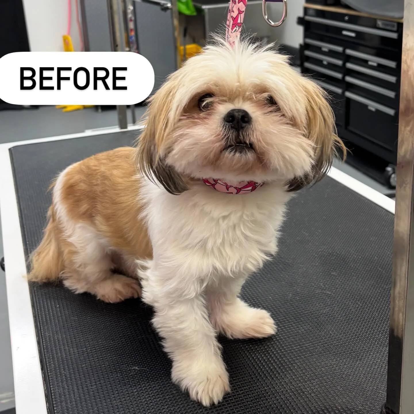 Mister Kujo&rsquo;s before and after his haircut! Love this little guy! 🐶🥰