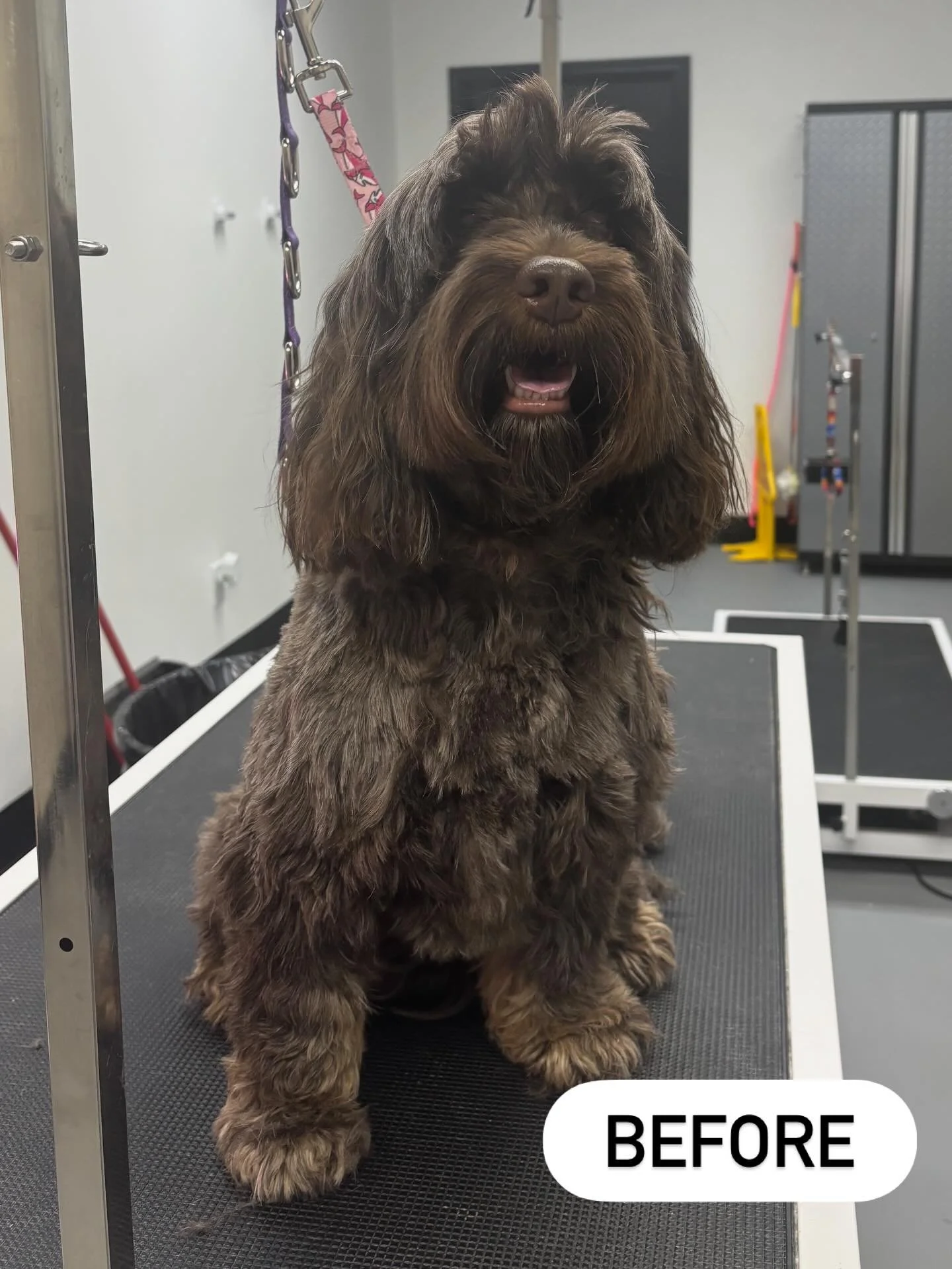 Miss Chloe before and after her haircut! 🎀💅✨ She is such a sweetie!
