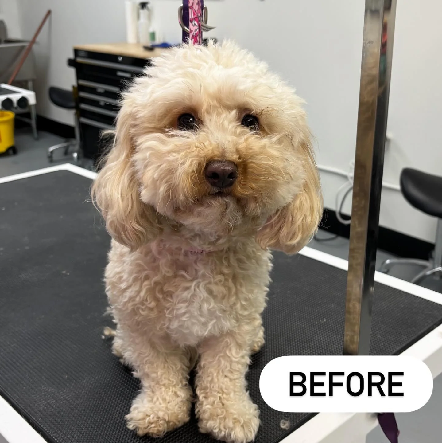 Mister Cooper before and after his appointment with us this afternoon! ✨😍

He did fantastic and is all ready for Valentine&rsquo;s Day ! ❤️🥰