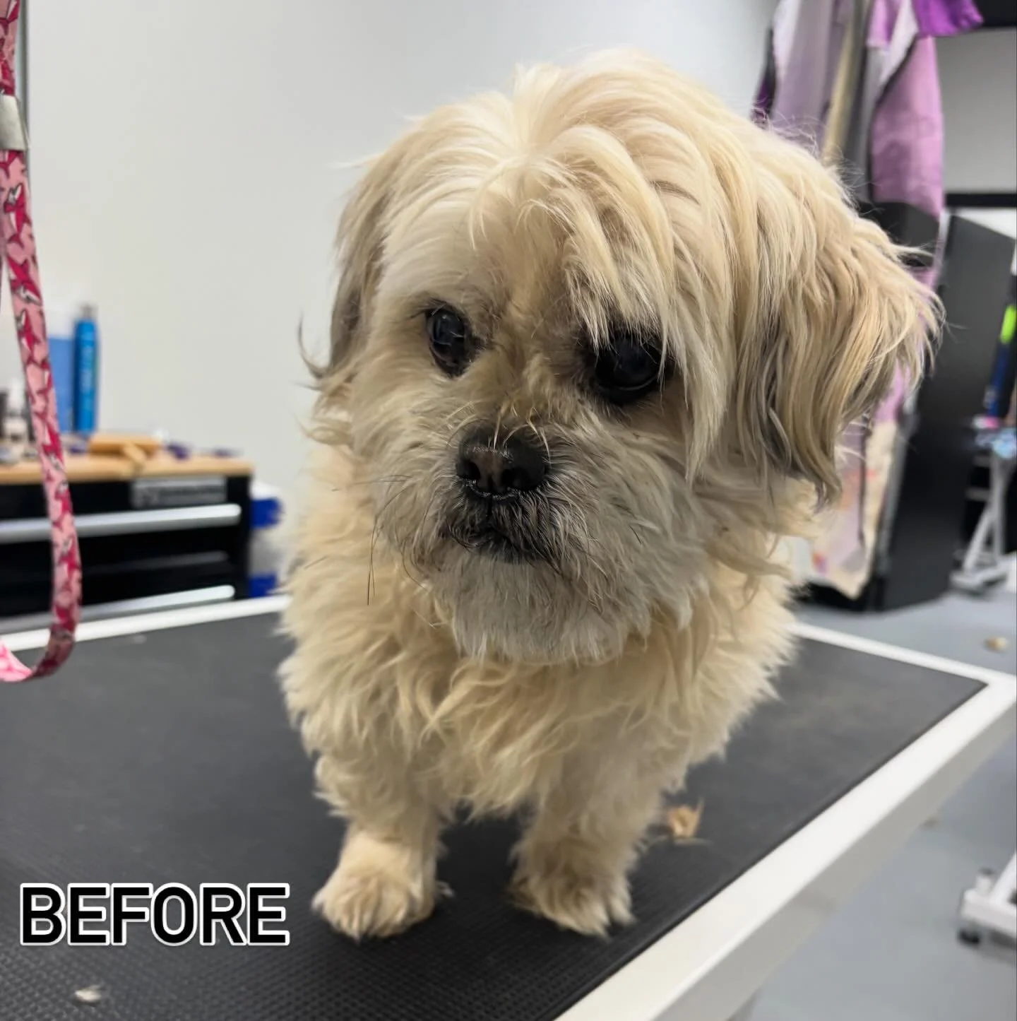 Mister Fritz came in for a hair cut today! ✨

Can you believe this cutie is 18 years old? He was a fantastic boy! 🧡🐾