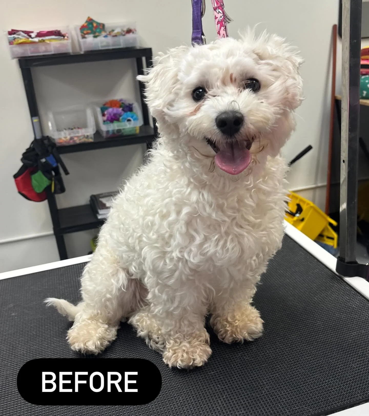 Mister Bebo got a full makeover today! ✨💕