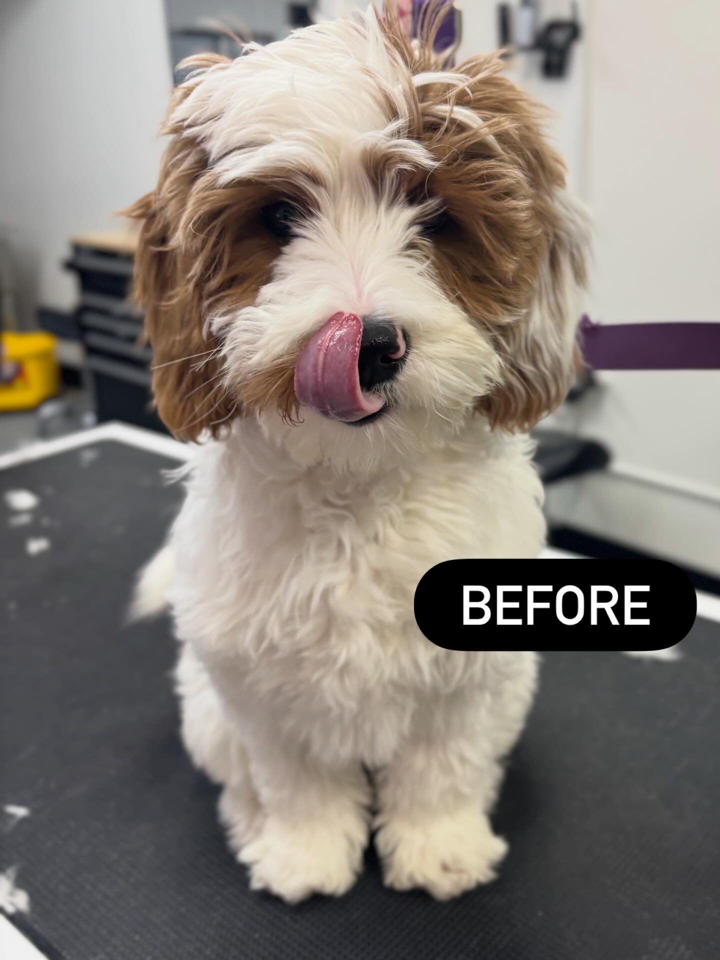 Mister Banks had his first full puppy haircut today! He did a fantastic job! 🐾🥰