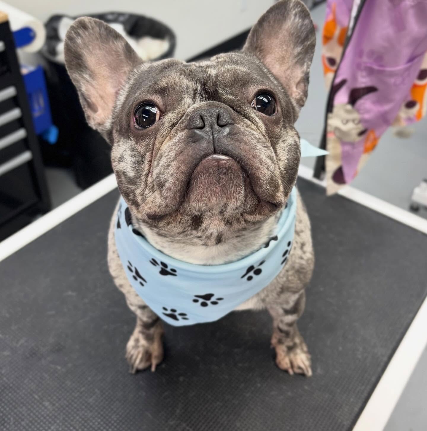 Mister Bronx came in for a bath and nail trim today! 🐾😁
