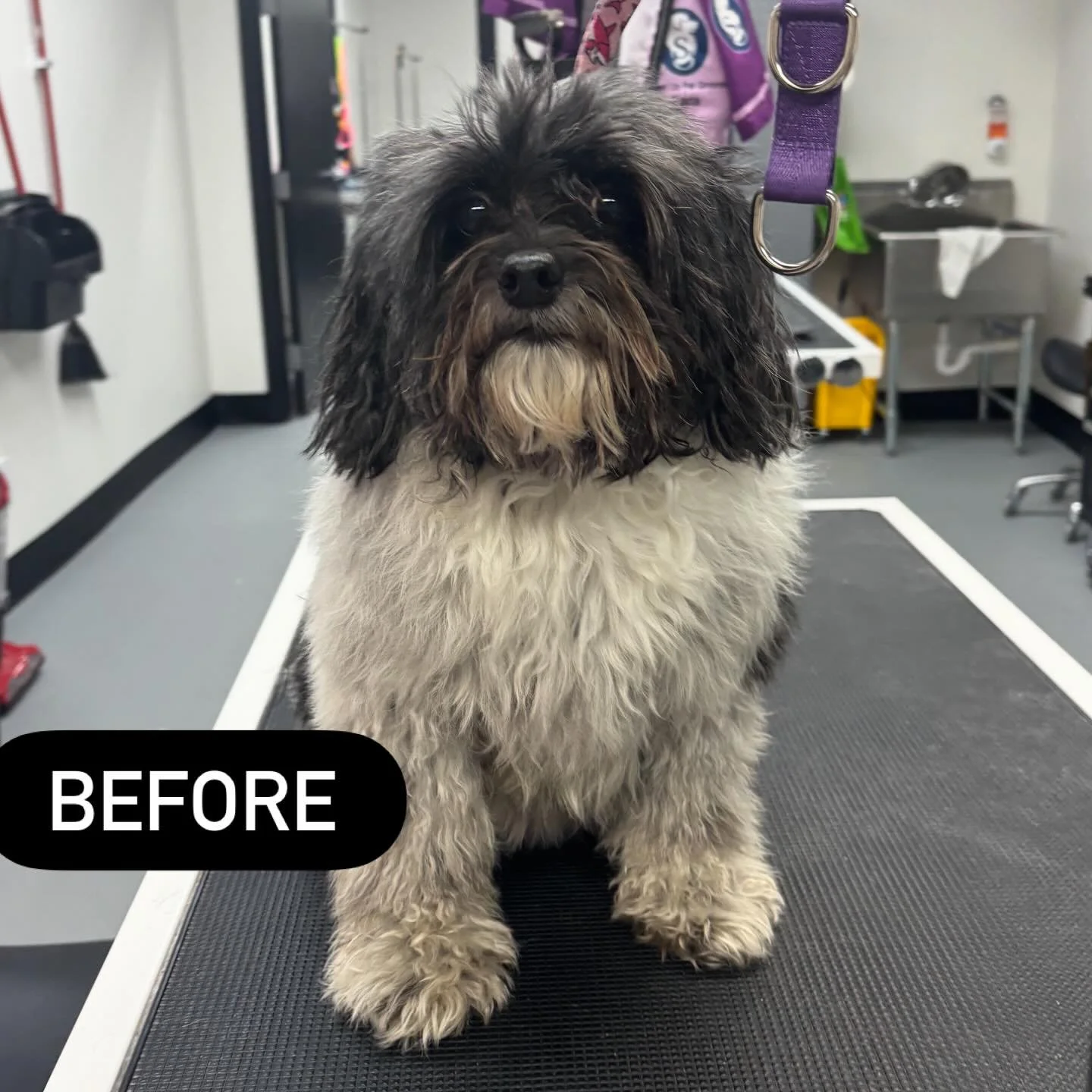 Miss Zara before and after her haircut! ✨🥰
