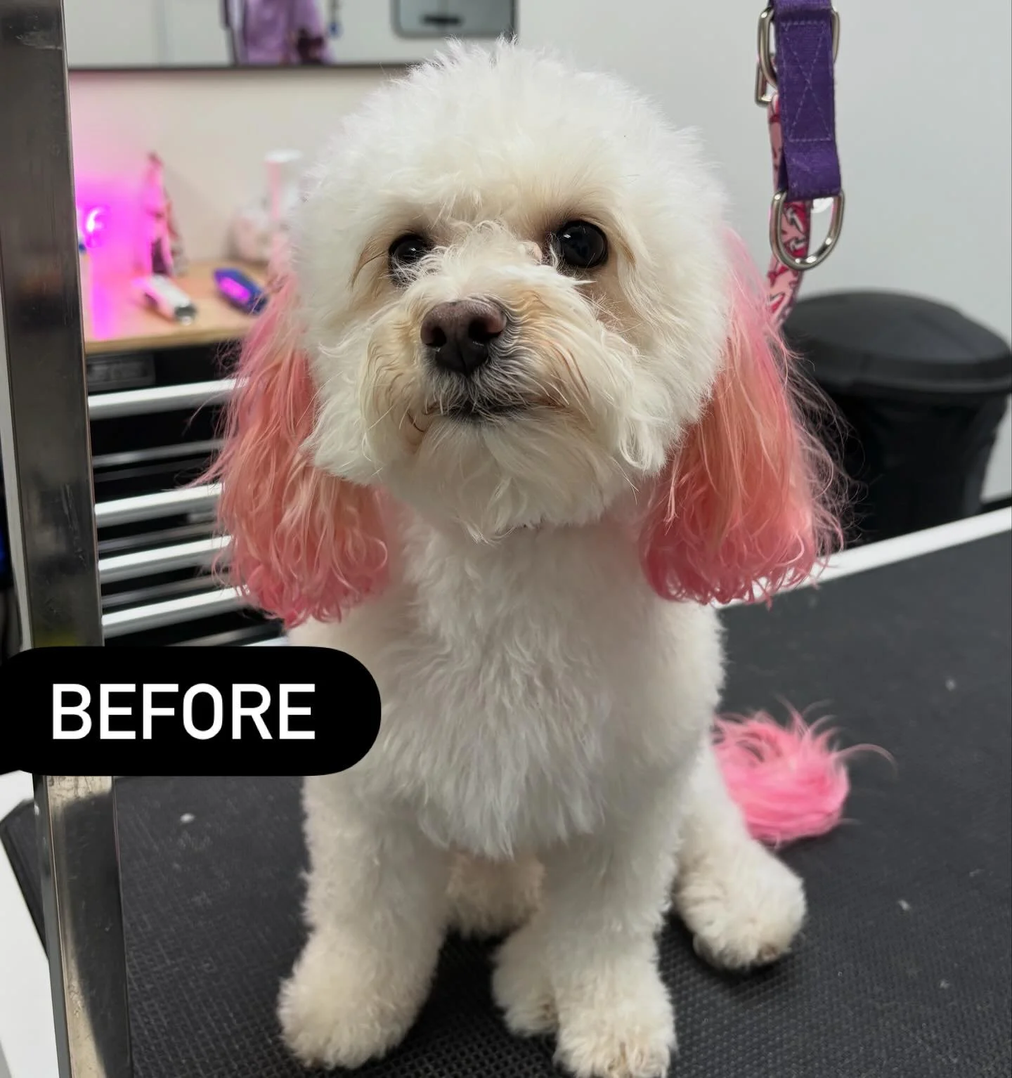 Miss Roxy&rsquo;s before and after! She sat so pretty! 🤩✨💕