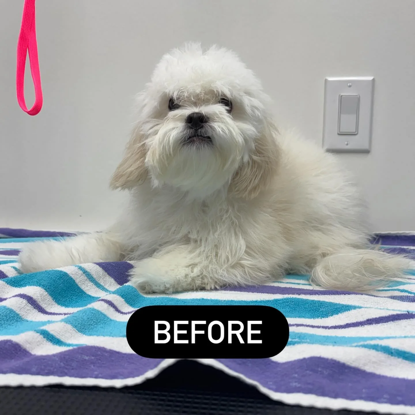 Miss Zoey&rsquo;s first full groom! She did great for her first time facing the clippers! 💕 I love her little bows 🎀