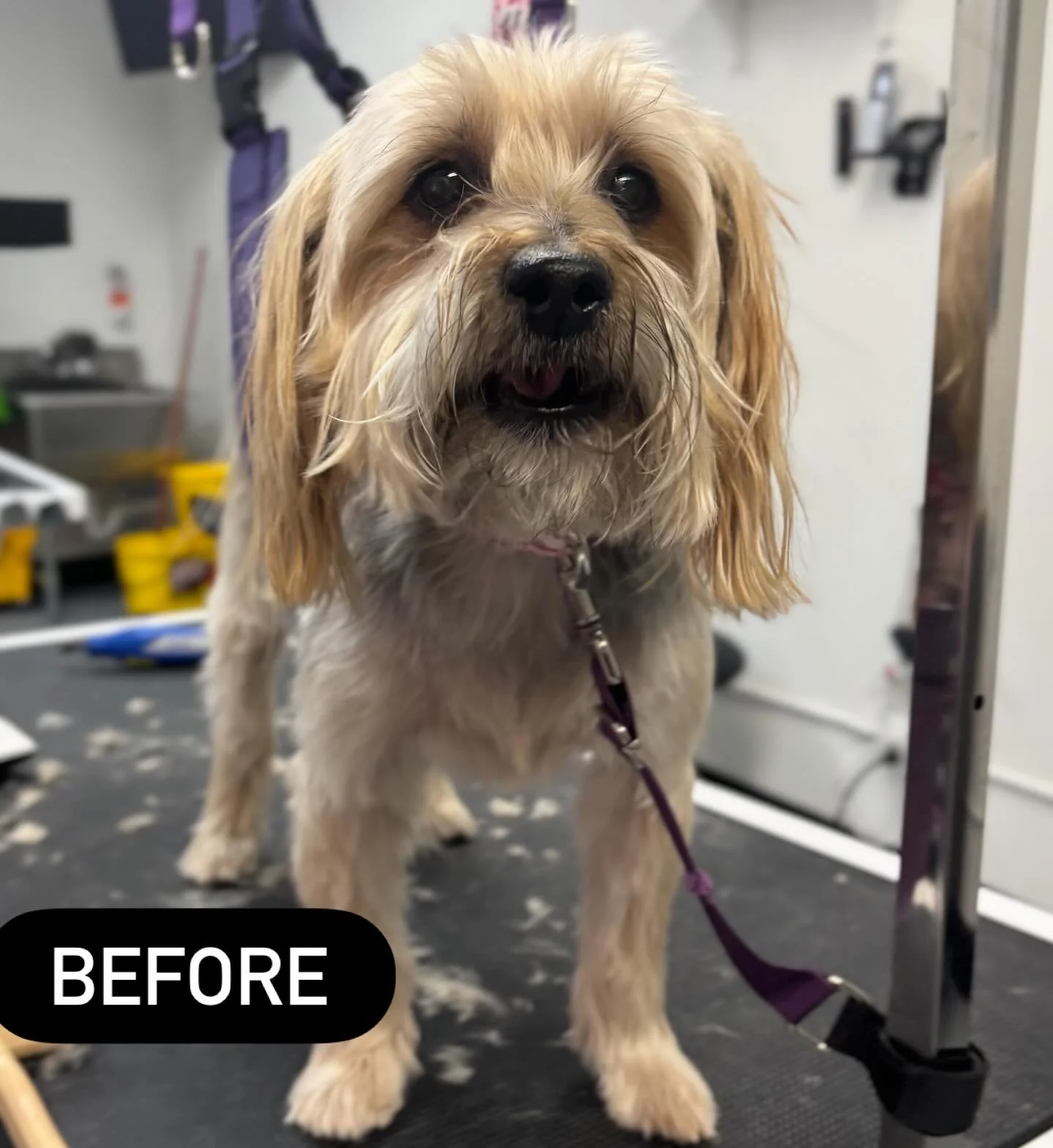 Mister Ziggy before and after his full groom! 🐾✨🦴❤️