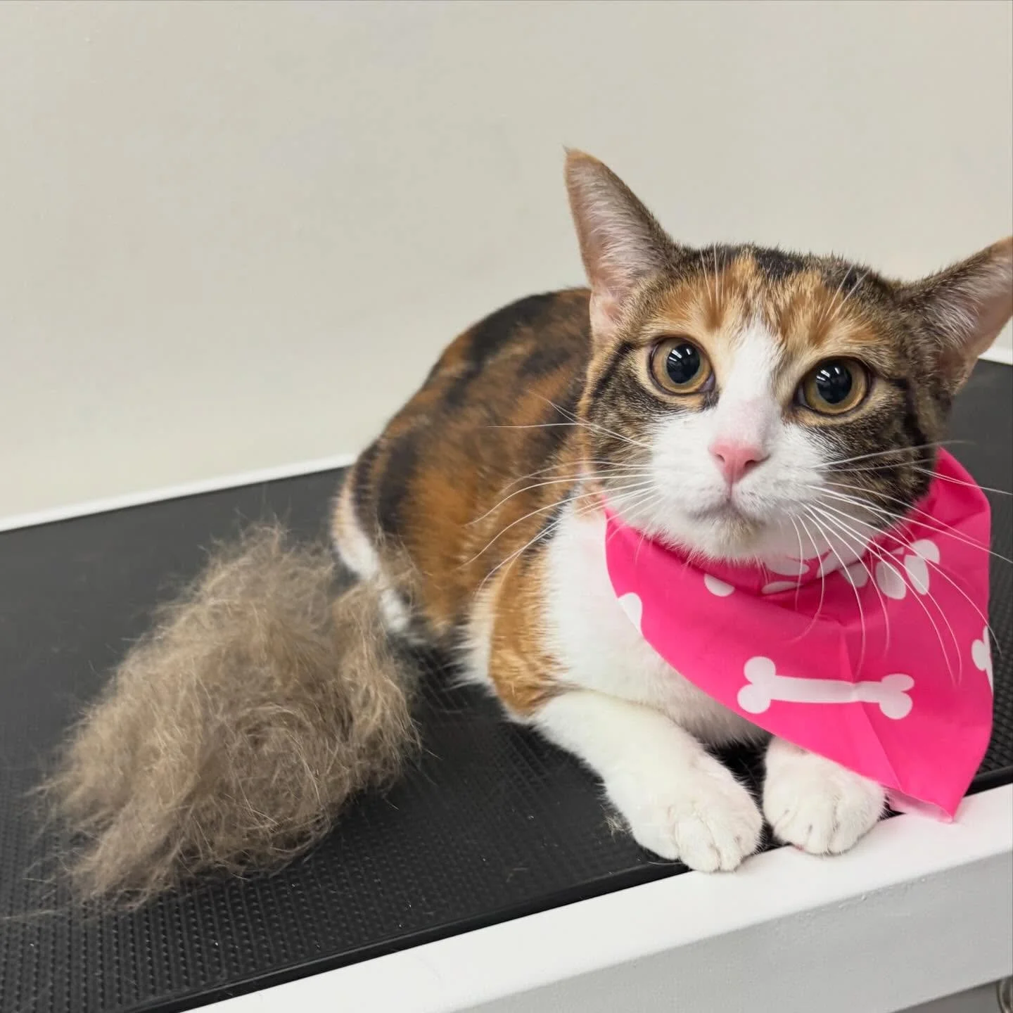 Miss Lux after her first spa day!! Look at how adorable she is 🥹💕