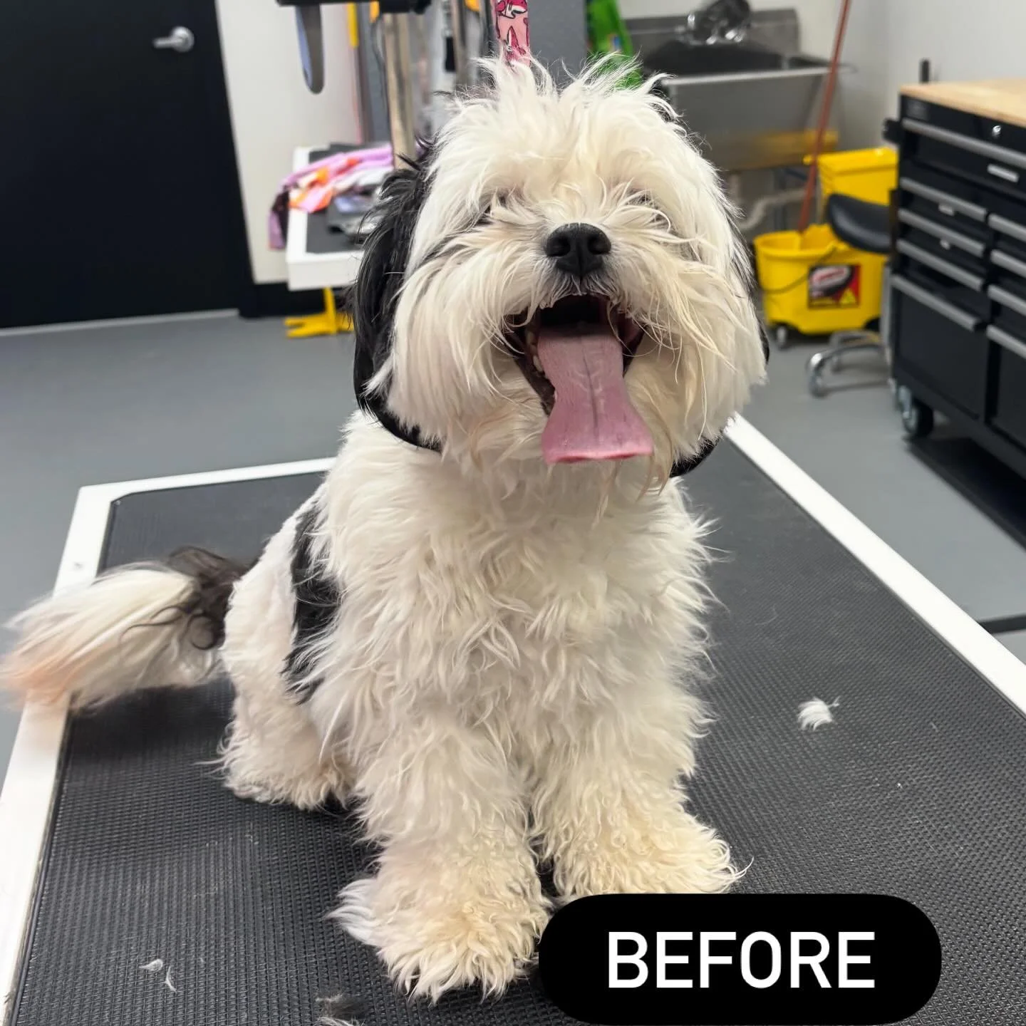 Mister Joey before and after his groom today! 🐾❤️