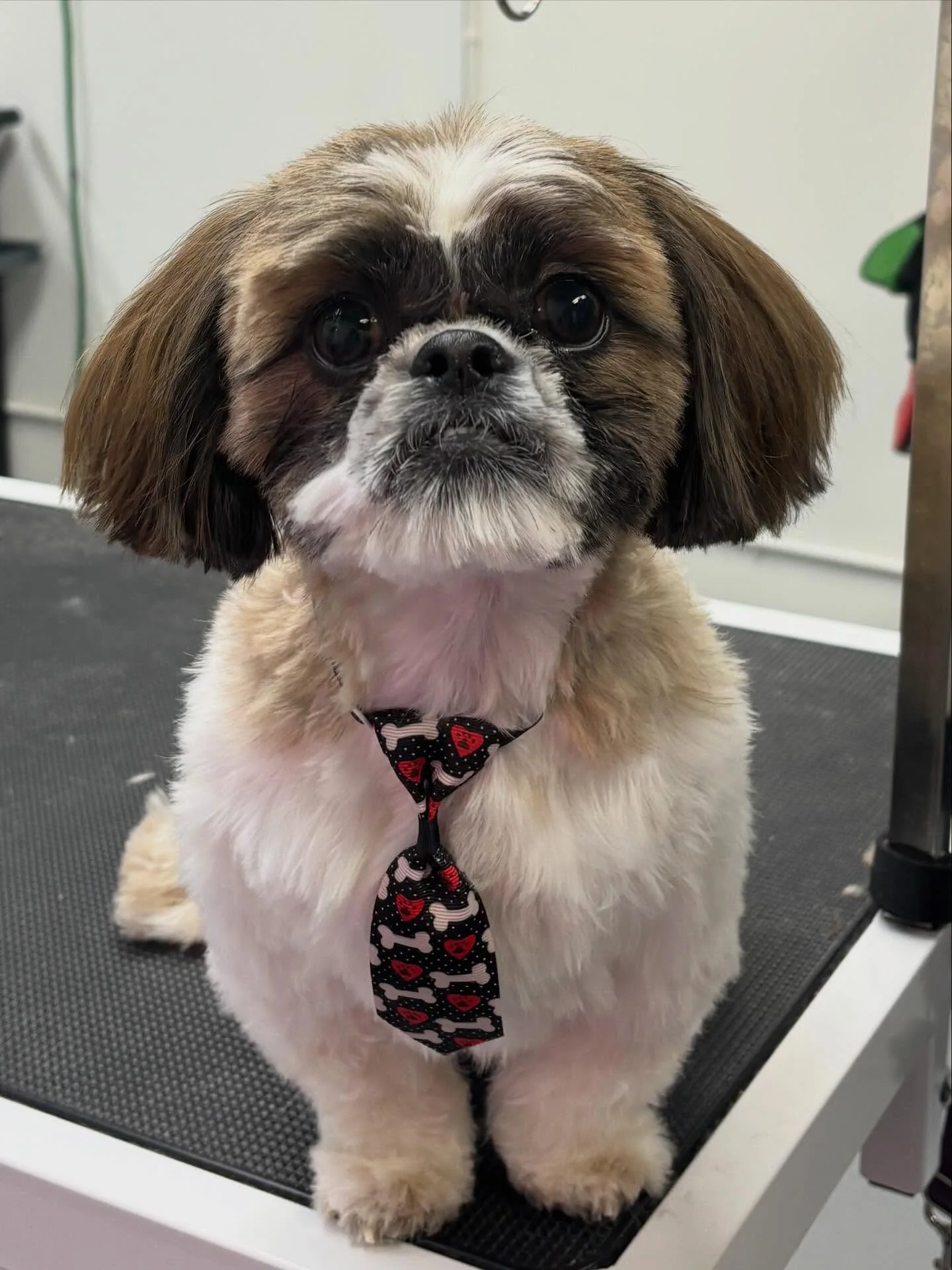 Mister Charlie after his haircut! He is such a sweetie! ❤️🥰

Swipe to see the before! 🐾🐶
