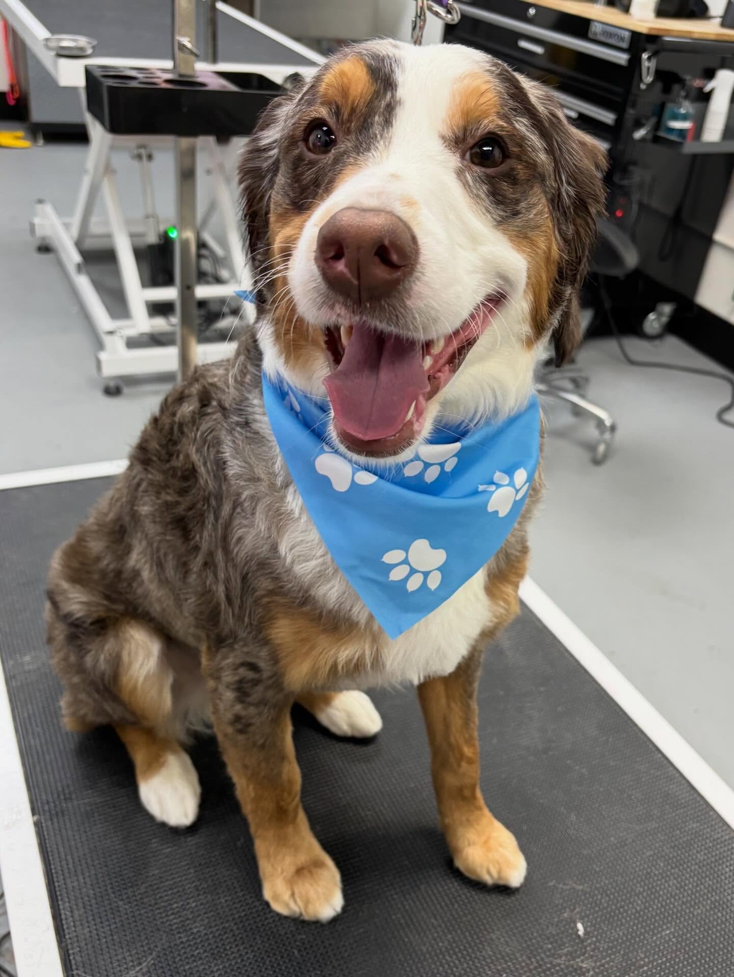 Mister Mikey&rsquo;s first outline trim and first time at the groomers! 🐾🧡