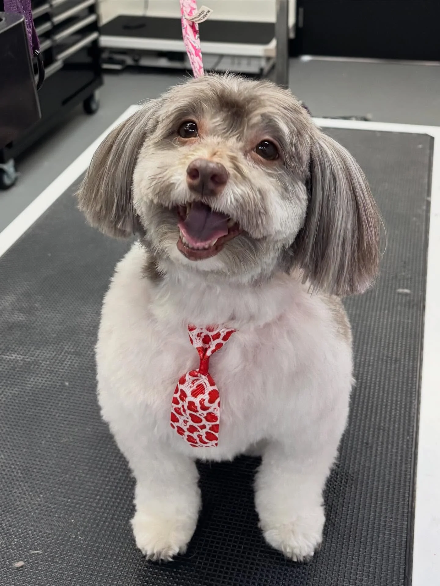 Mister Jax&rsquo;s before and after his haircut today! 🐶🥰
