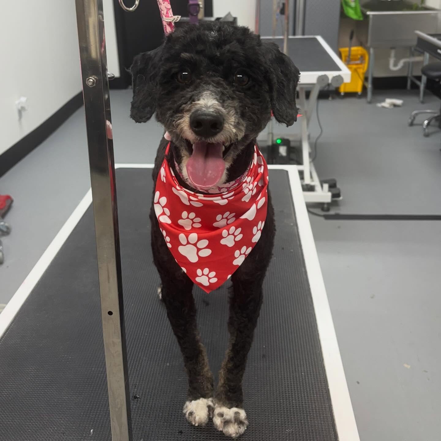 Mister Hank was pretty matted but we were able to get him in tip top shape! He was a great boy throughout the entire process! 🥰🐶🐾🧡