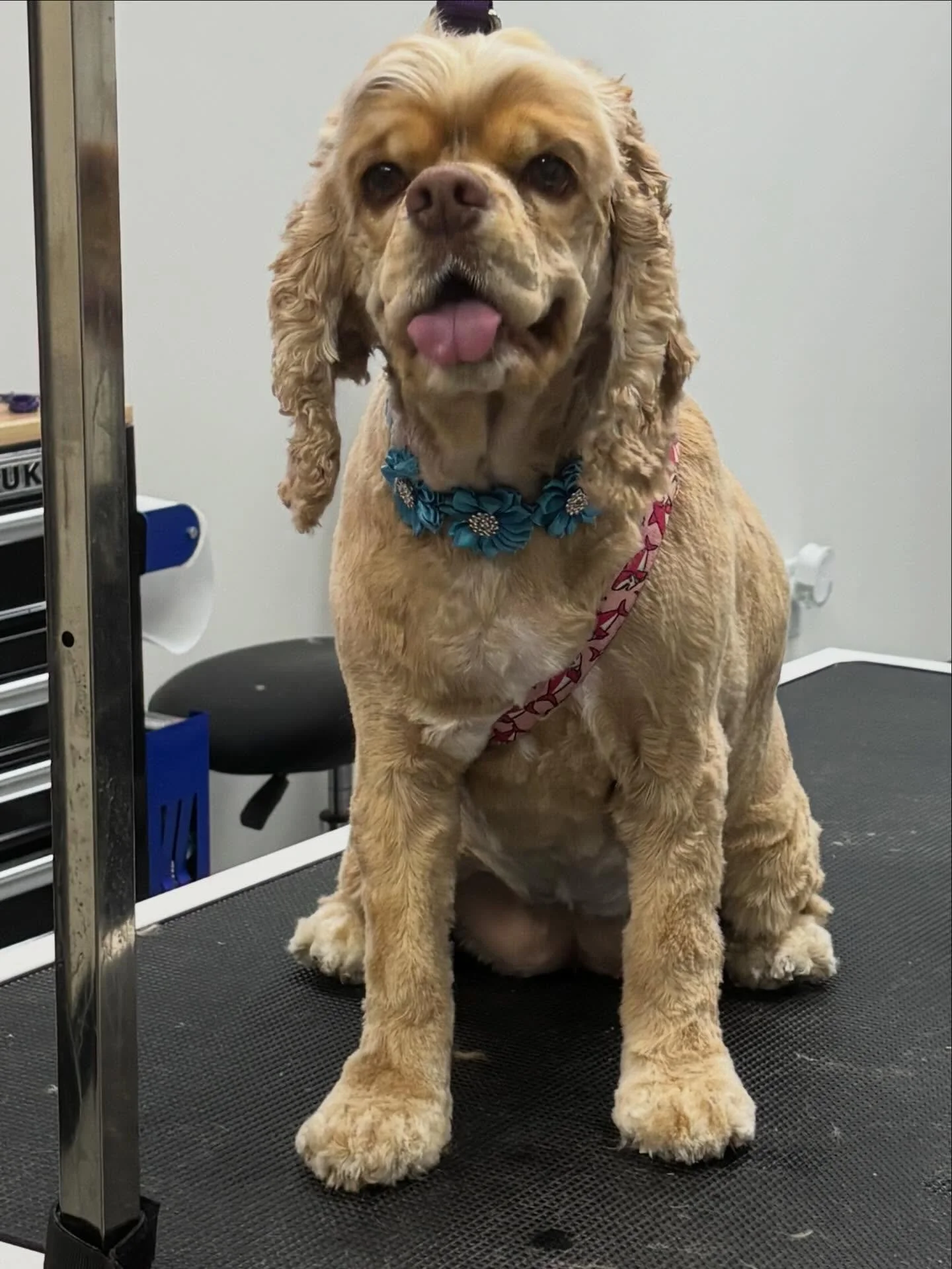 Miss Gigi is looking brand new! 🥰✨🎀