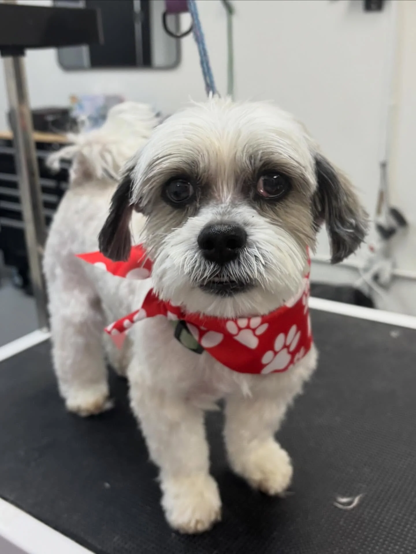 Mister Bruno 🐶🐾 such an energetic little guy! 💕