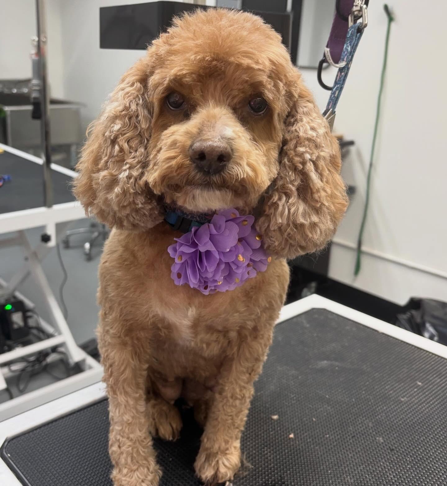 Miss Penny after her grooming appointment! 💅😍💛