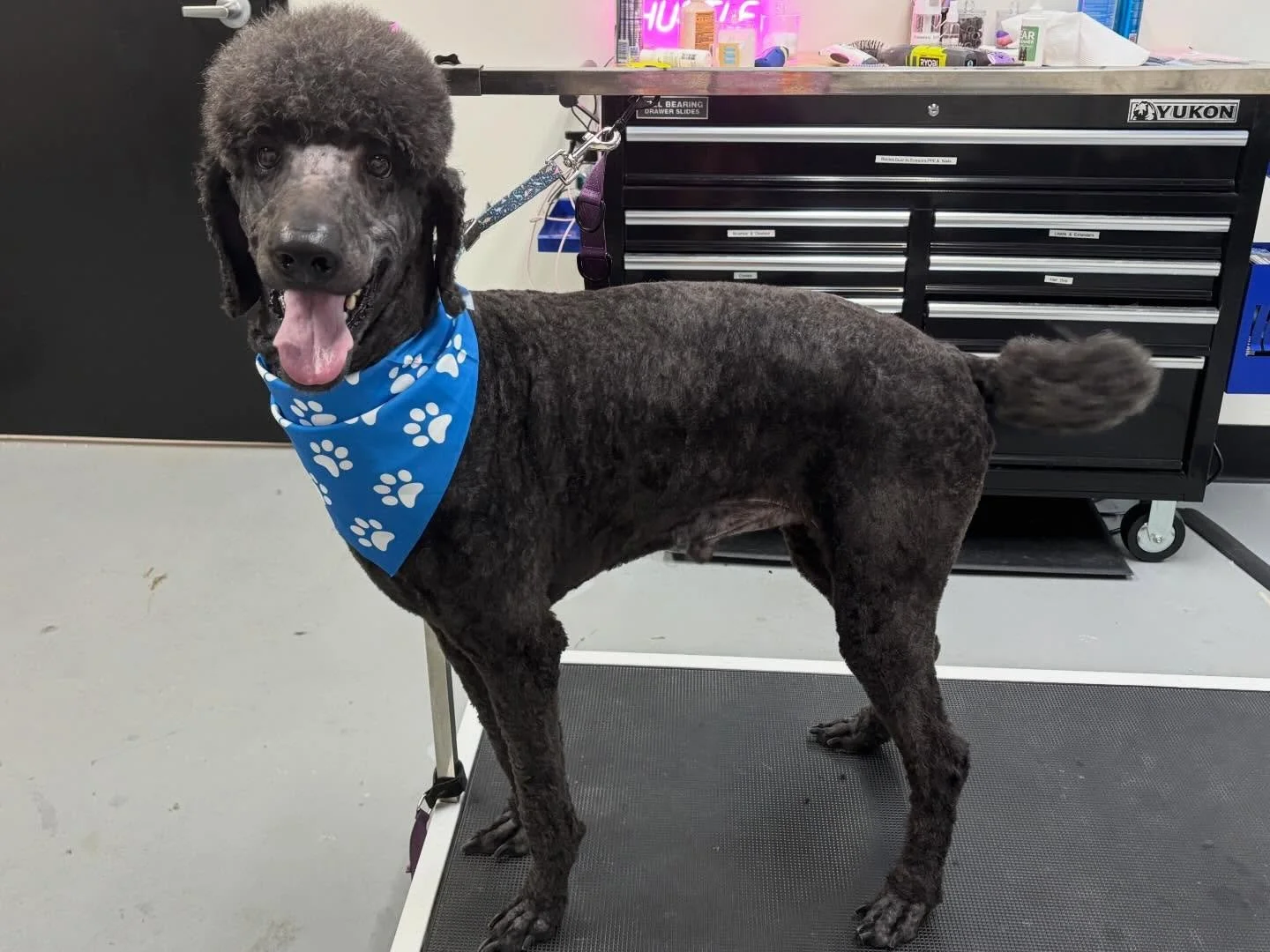 Mister Bentley looking handsome and happy😇🩵💙