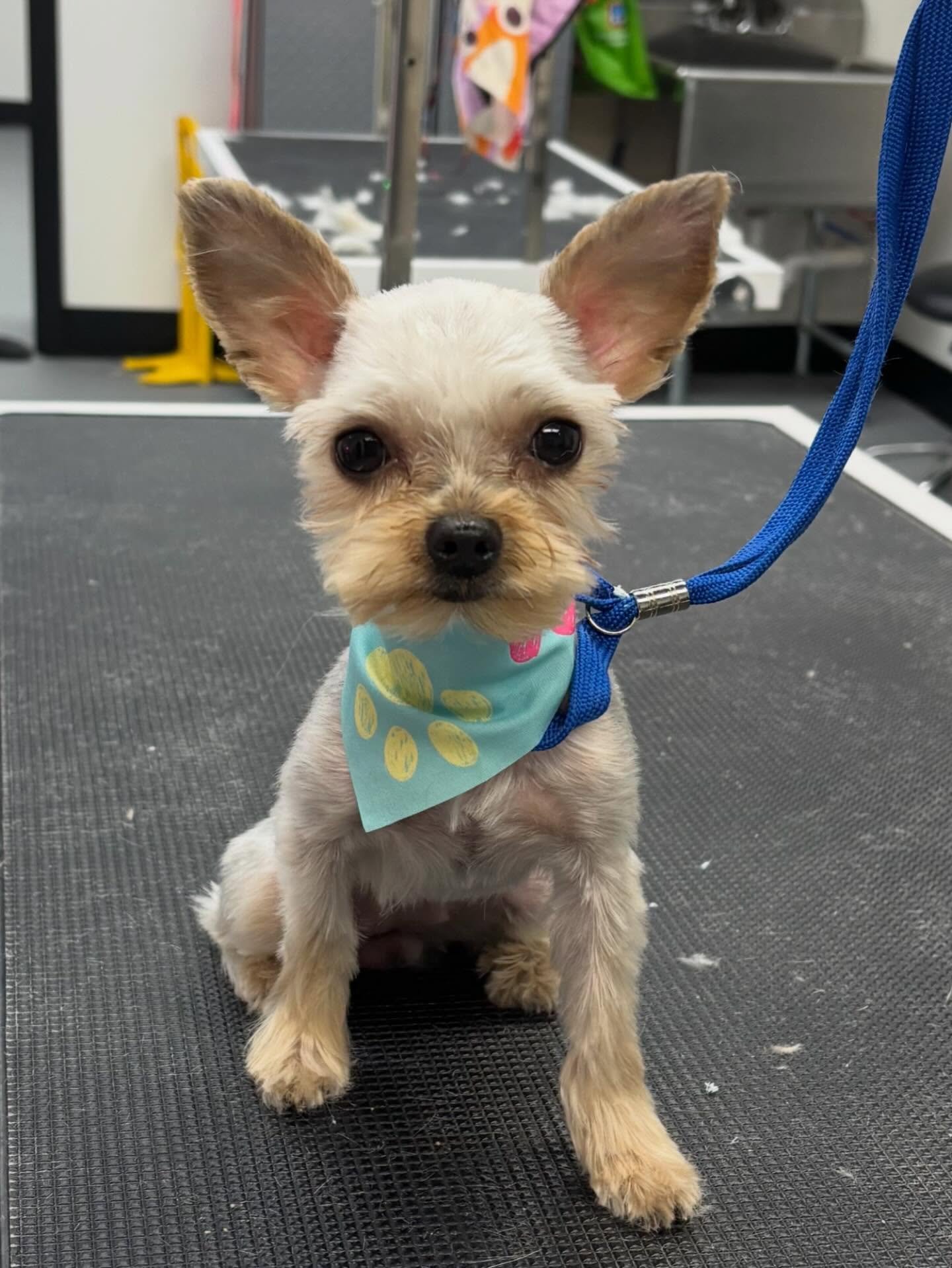 Kocoa is a toy yorkie! She was a whole 3 pounds. She came in matted but we were able to help her out! 🐾💕✨ Sometimes haircuts are more about comfort than appearance. Some dogs require a reset shave when there is too much matting.