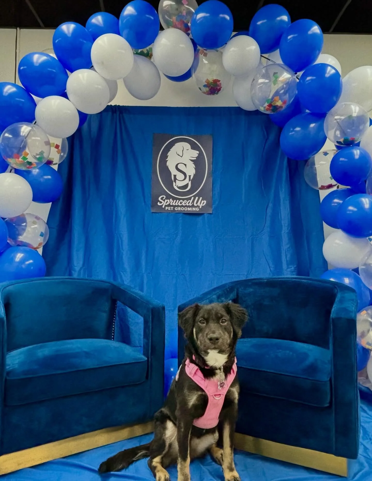 We are super excited to celebrate with everybody who&rsquo;s planning on stopping by today! We have prizes, a raffle, anda photo opportunity! ✨🐾💙🩵