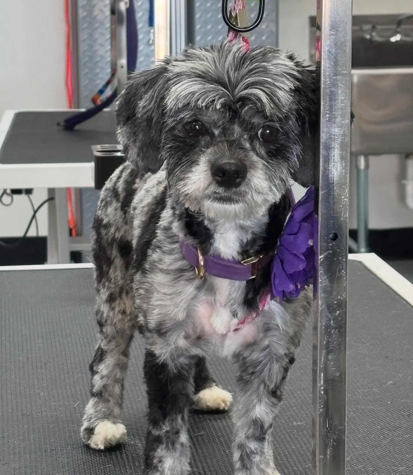 Miss Salem after her salon day! ✨🐾💕