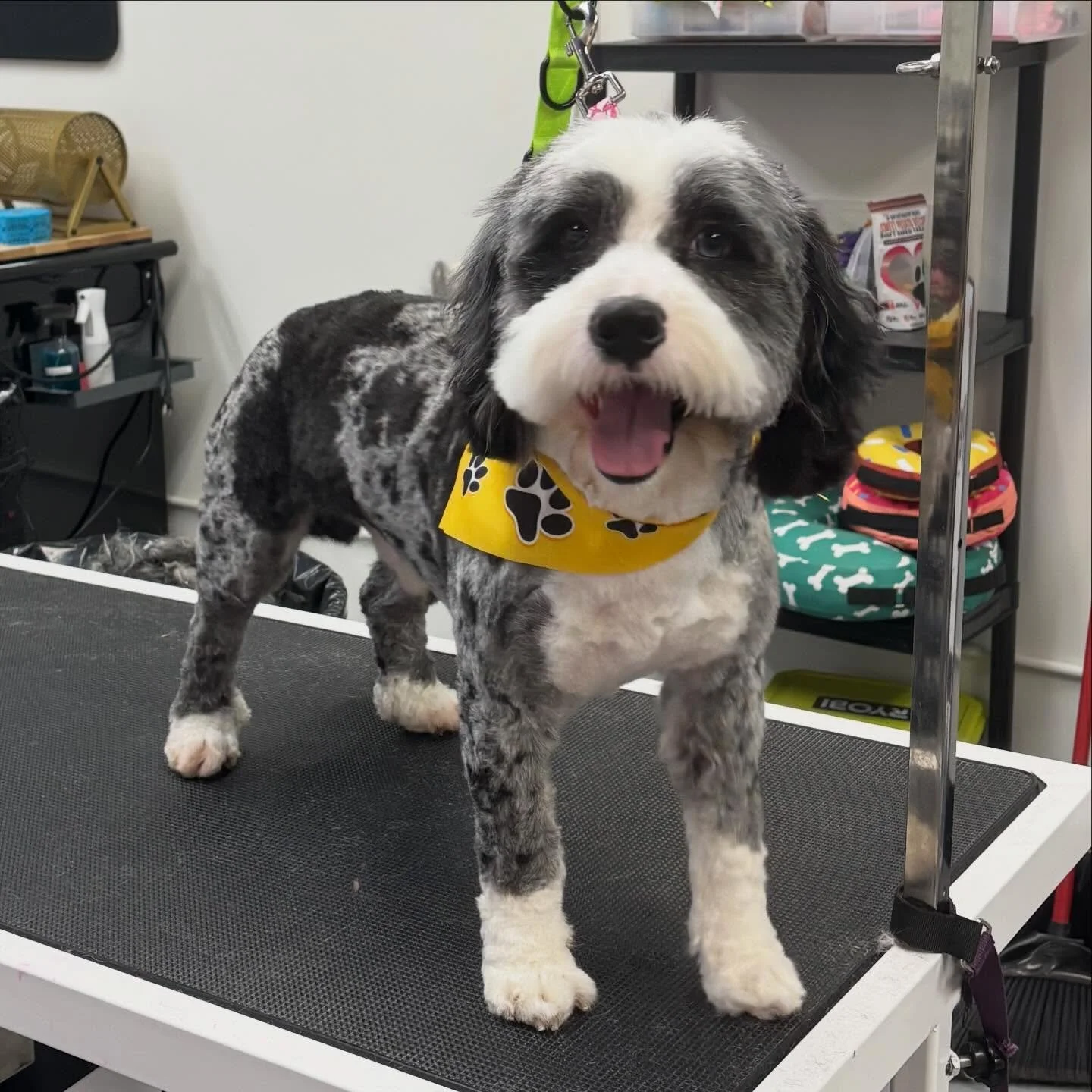 Mister Tucker after his trip to the barber yesterday 🩵😇✨🐾
