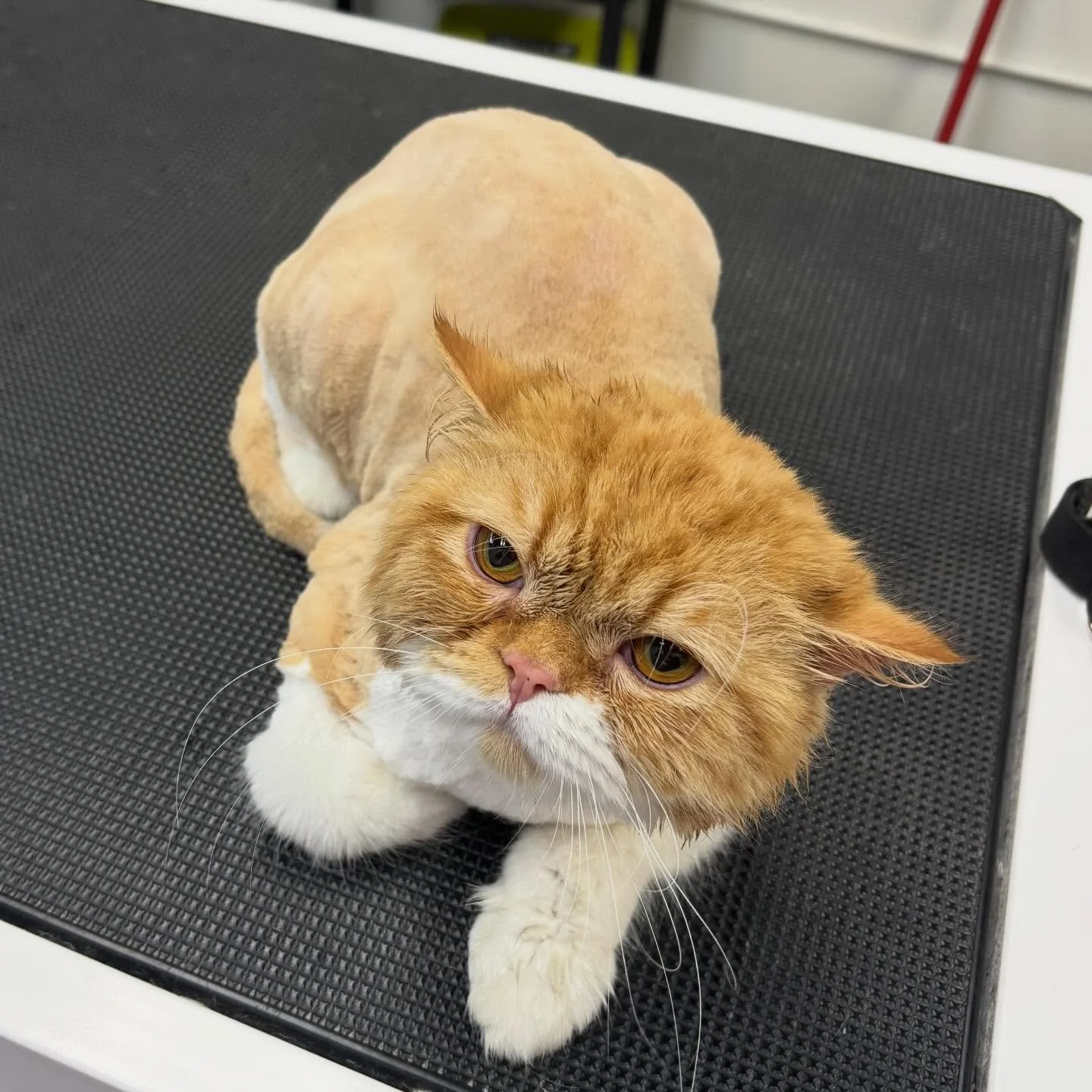 Yesterday we had to long haired Persians come in for sunshine cuts! Miss Simsim (the orange one) and Mister Yellow (the beige one) ! 💙🩵

They both did fantastic for the grooming, for pictures&hellip; not particularly fans of the camera 😂

Don&rsqu