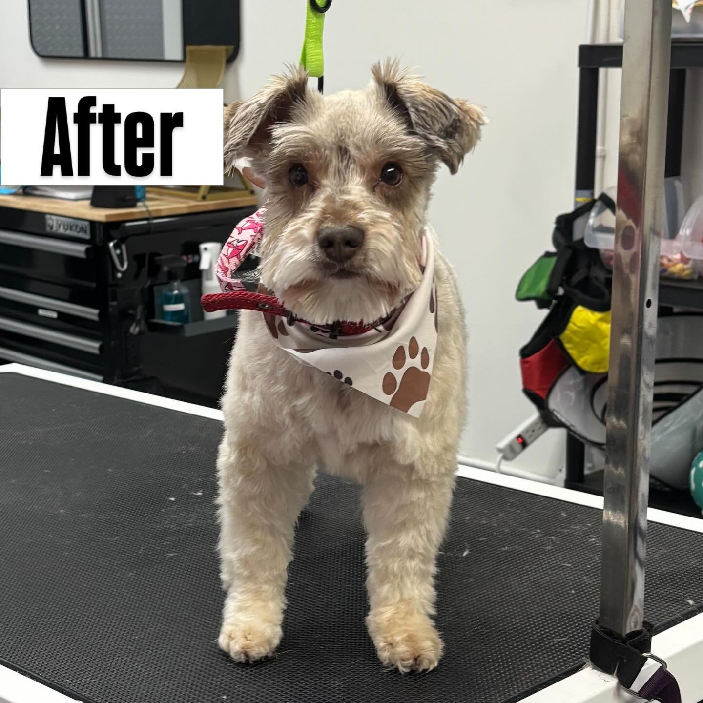Mister Tucker is always a good boy when he comes in! Absolutely adore this little guy! 

Swipe to see his before! 💙🐾🩵
