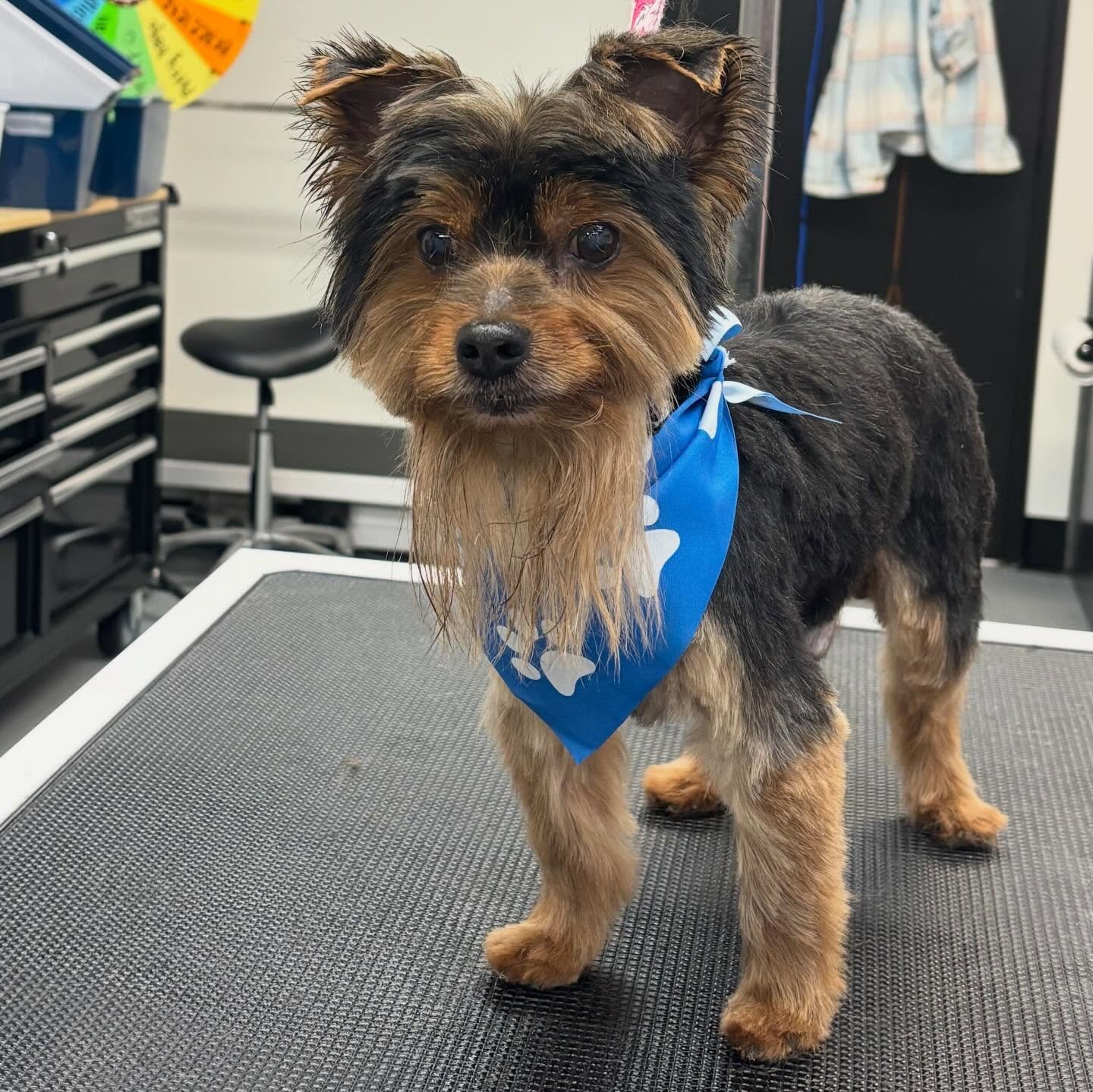 Mister Remy came in and left looking like a whole new pup! Dad likes a Yorkie face with a long beard. 🥰🧡