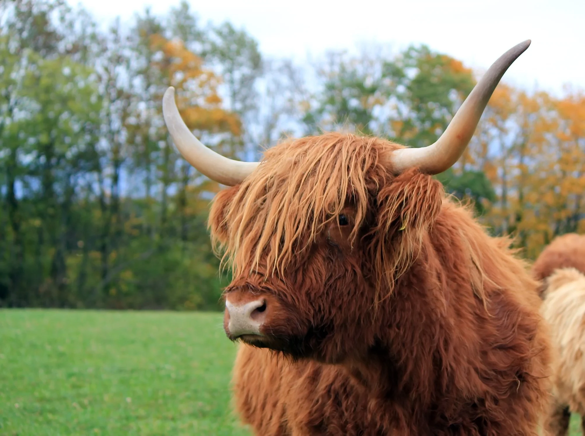 A Highland cow with long hair and large horns standing in a grassy field with trees in the background.