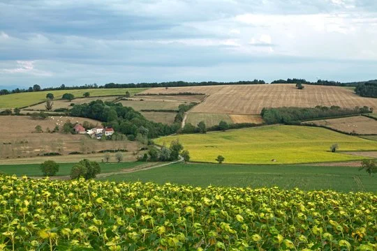 Geellandschap tregor.jpg