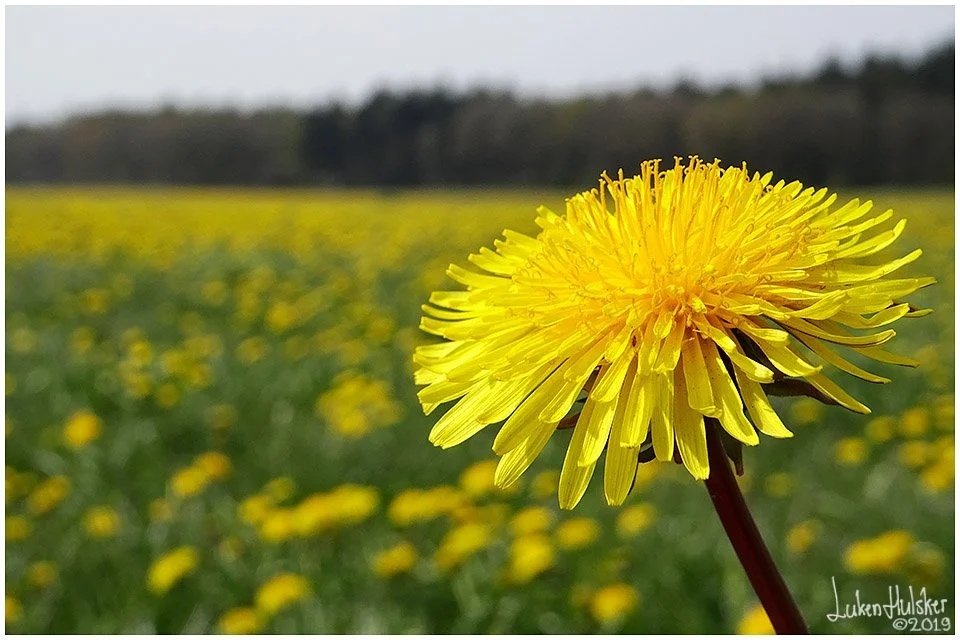 paardenbloemen veld 2.jpg