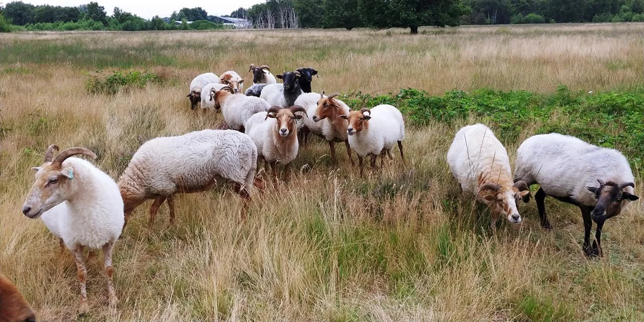 Drents heideschaap 2.jpg