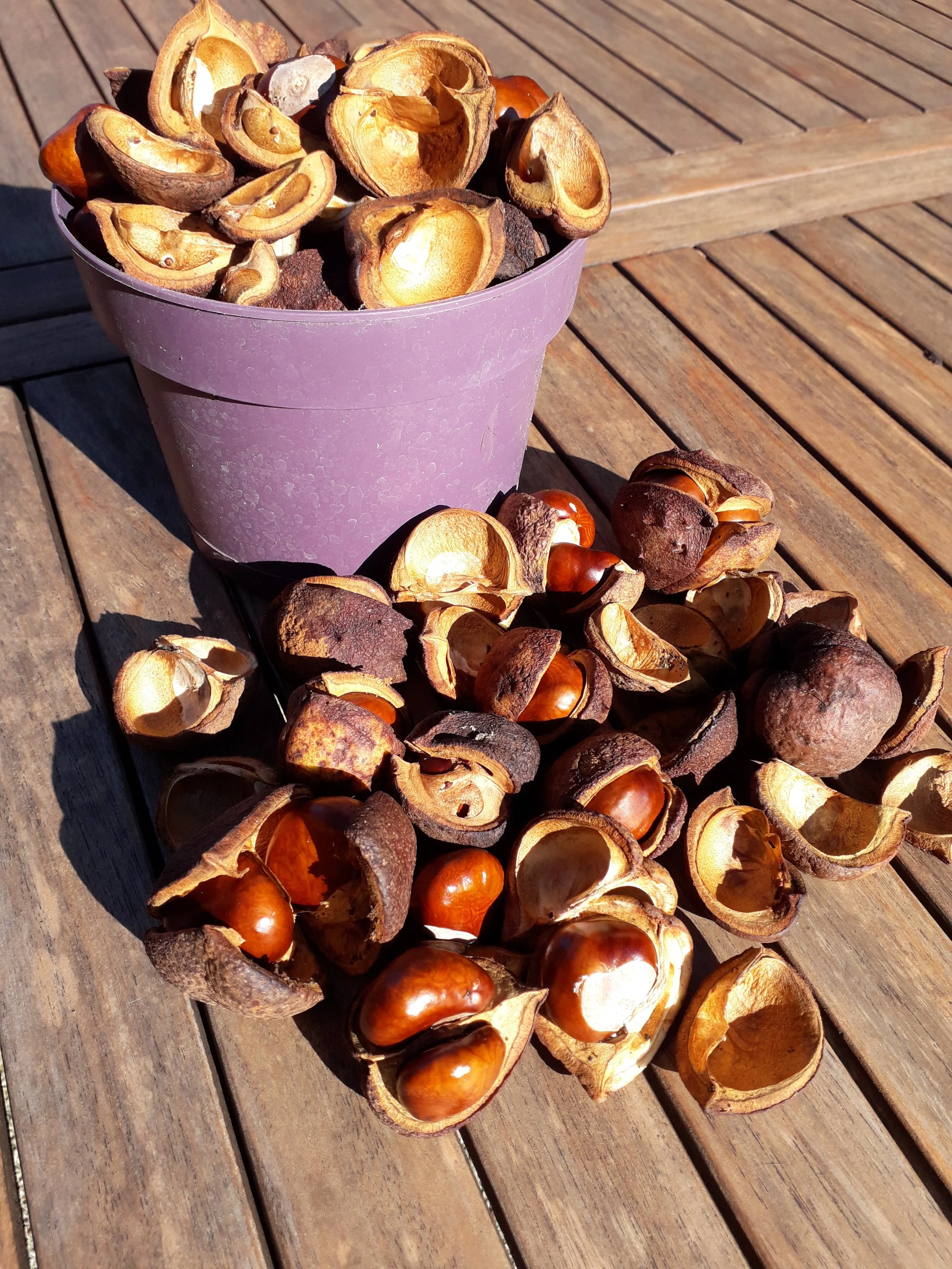 Paardenkastanje bolsters 3.jpg