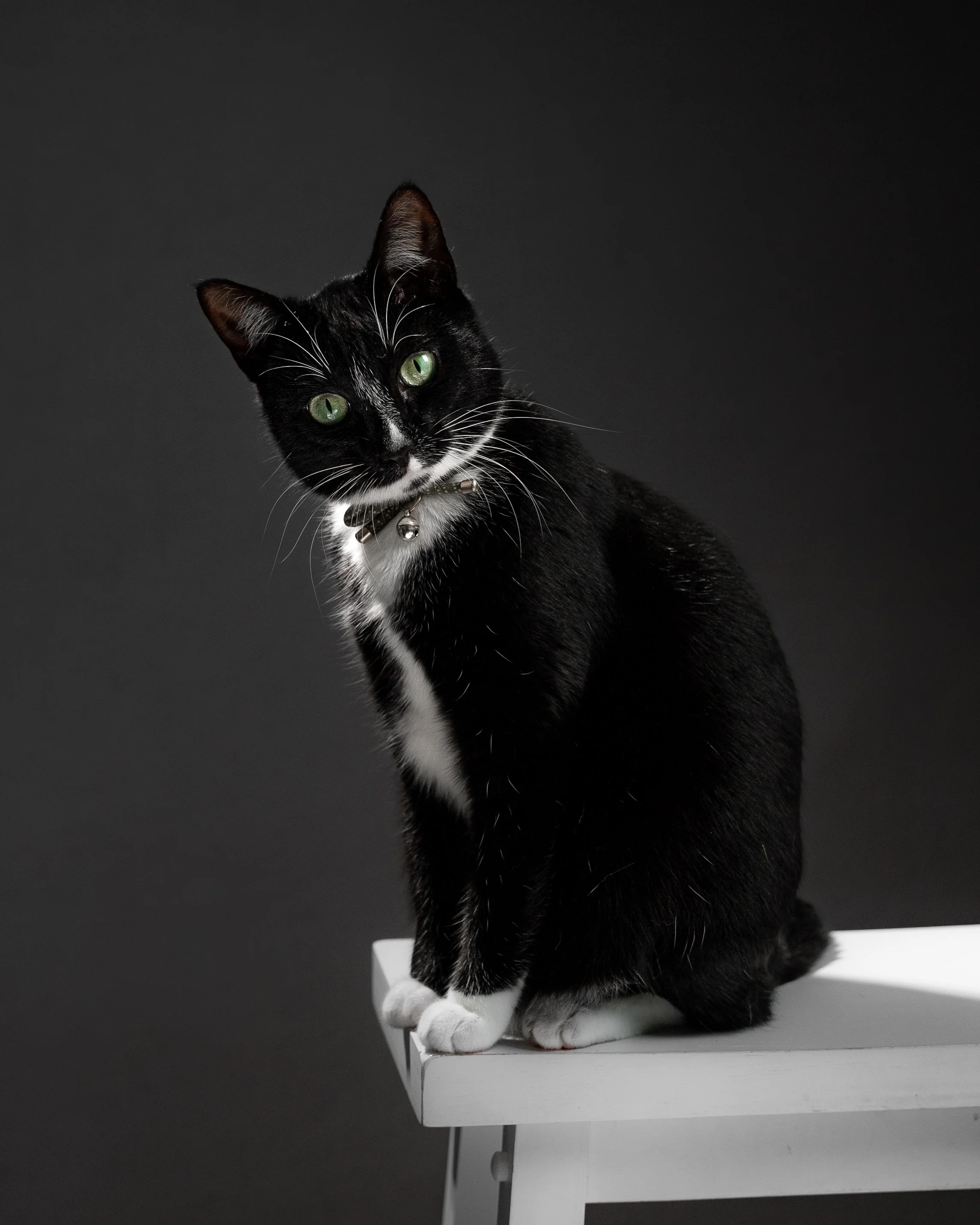 A black and white tuxedo cat with green eyes sitting on a white table against a black background.