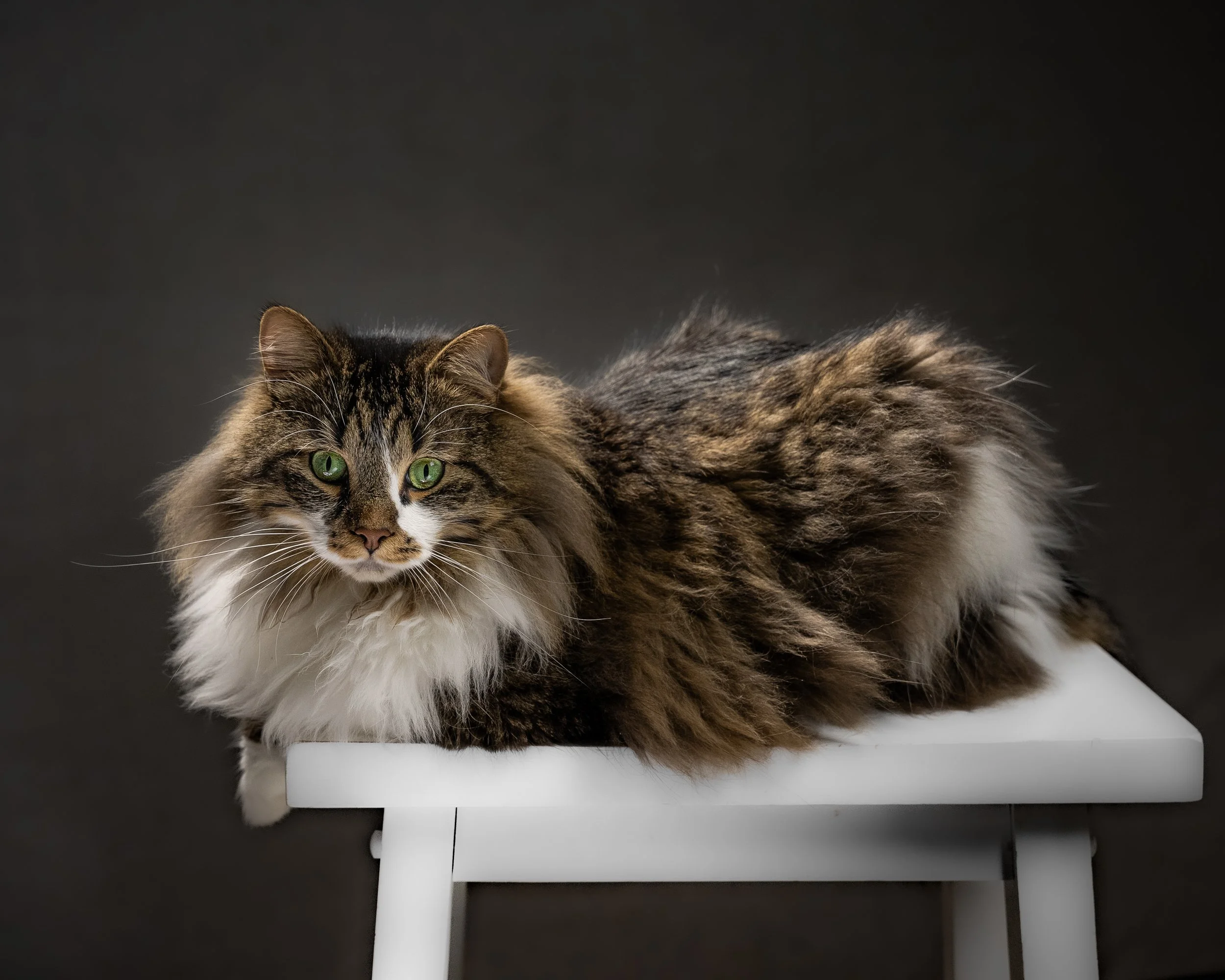 A long-haired tabby cat with green eyes lying on a white stand against a dark background.
